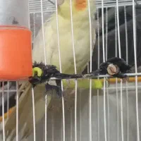 عروس نر عروس هلن