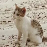 واگذاری بچه گربه