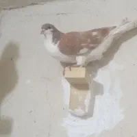 سه تا کبوتر پریده