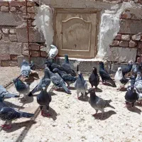 کبوترسبزومگس