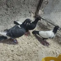 نابلد