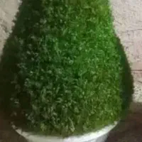 سبزه