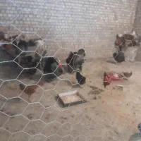 خروس‌و‌بوقلمون ‌محلی‌زیر‌قیمت‌چهار‌فصل‌