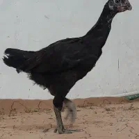 جوجه لاری  اصیل