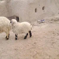 بره نر|حیوانات مزرعه|هامون, |دیوار