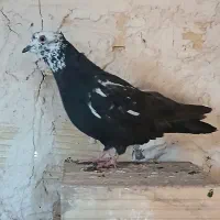 گرفتنی کفتر
