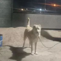 توله خراسانی نر ۸ماهه