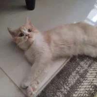 گربه پرشین