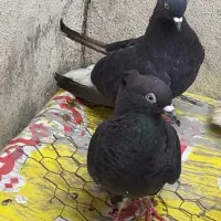 یه جفت کبوتر دم سفید