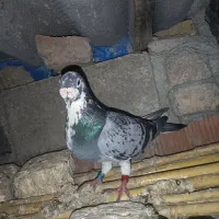 کبوتر