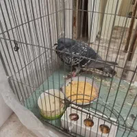 کبوتر|پرنده|میانه, |دیوار