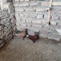 جفت