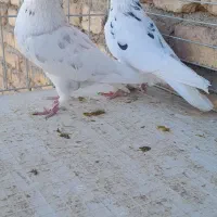 کفتر|حیوانات مزرعه|میبد, |دیوار