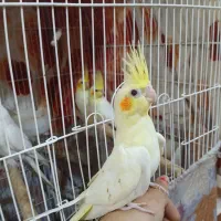 عروس پاریس لوتینو