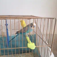 مرغ عشق