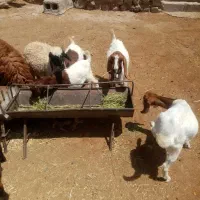 تعداد۴عددبزپاکستانی شیرا