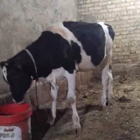 گوساله ماده