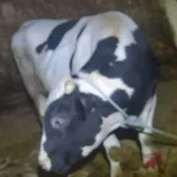 گوساله نر