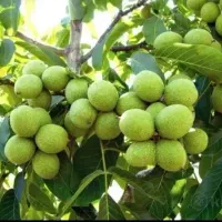 تغذیه ،باغداری،کشاورزی، گلخانه