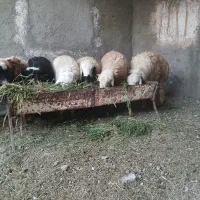 تعداد ۶عدد بره نر فروشی