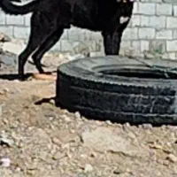 توله سگ قدرجونی واگذاری