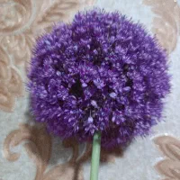فروش گل|خدمات باغبانی و درختکاری|بجنورد, |دیوار