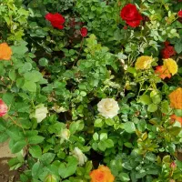 حراج گل|گل و گیاه طبیعی|بهار, |دیوار