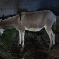 فروش الاغ
