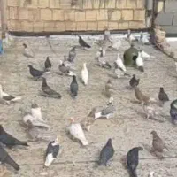 کبوتر یزدی ۳۰ عدد