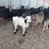 قصابی و دامداری بهمن پور عرضه گوشت کهره بره گوشتی