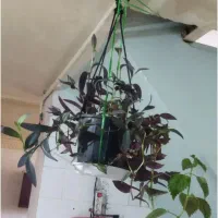 فروش گل با گلدون فقط ۱۶۰ تومن