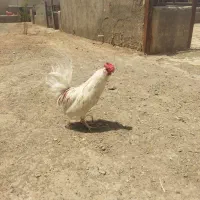 خروس گلین
