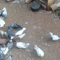 کفتر درجه یک