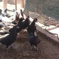 دسته پلنگ گردن کلفت