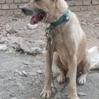 سگ الابای