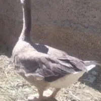 غاز نر