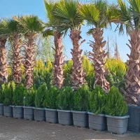 زغال اخته پالم بن ۱۵ درخت گل بلند مرتفع بزرگ نهال