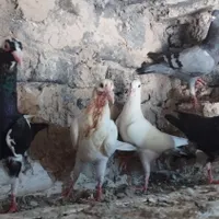 جوجه دورگ|پرنده|آشخانه, |دیوار