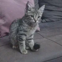 گربه واگزاری رایگان  دی اس اچ