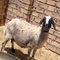 گوسفند میش