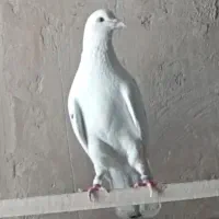 پشت شاهی اصیل