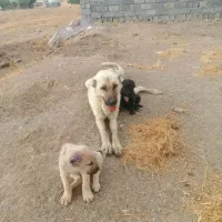 واگذاری دو عدد توله سگ سرابی نر