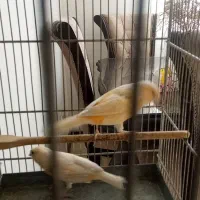ماده قناری جوجه سهره قناری