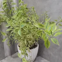 گل ها همه سالم خانگی