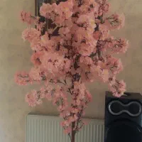 تعدادی درختچه شکوفه نو. اجرا طراحی نصب شکوفه
