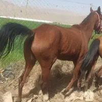 سه راس اسب و مادیان
