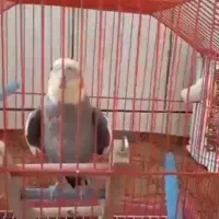 عروس هلندی سخنگو دستی 18کلمه بلده