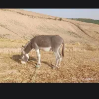 خر نر