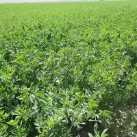 فروش یونجه بسته بندی بندی شده کاملا خشک
