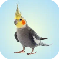 پرنده فروشی